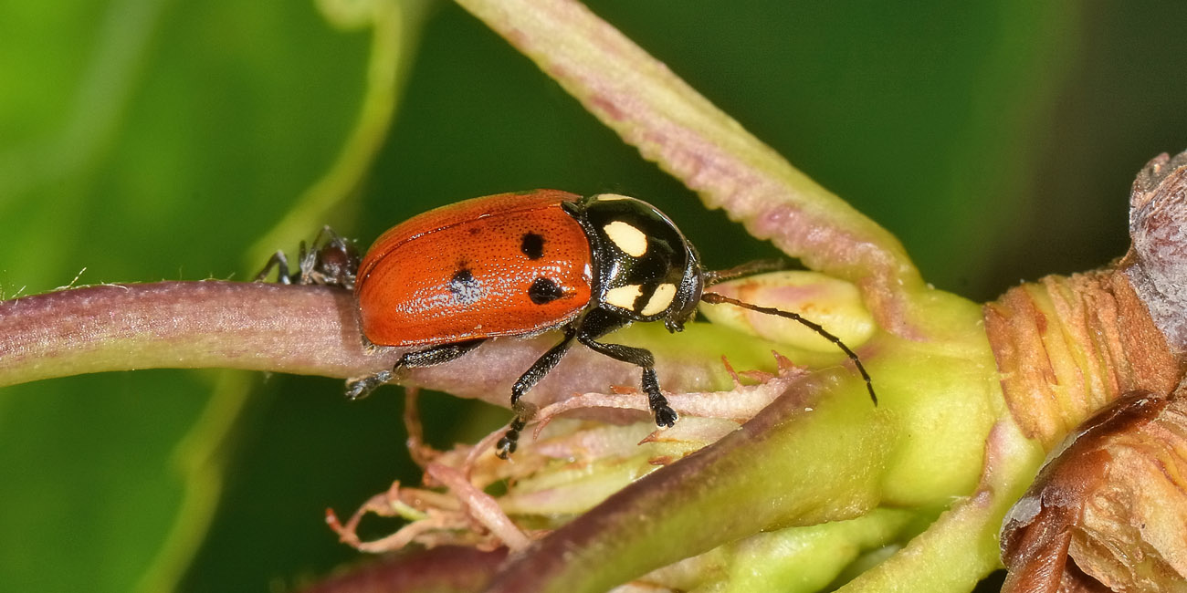 Chrysomelidae: Cryptocephalus tricolor? S.